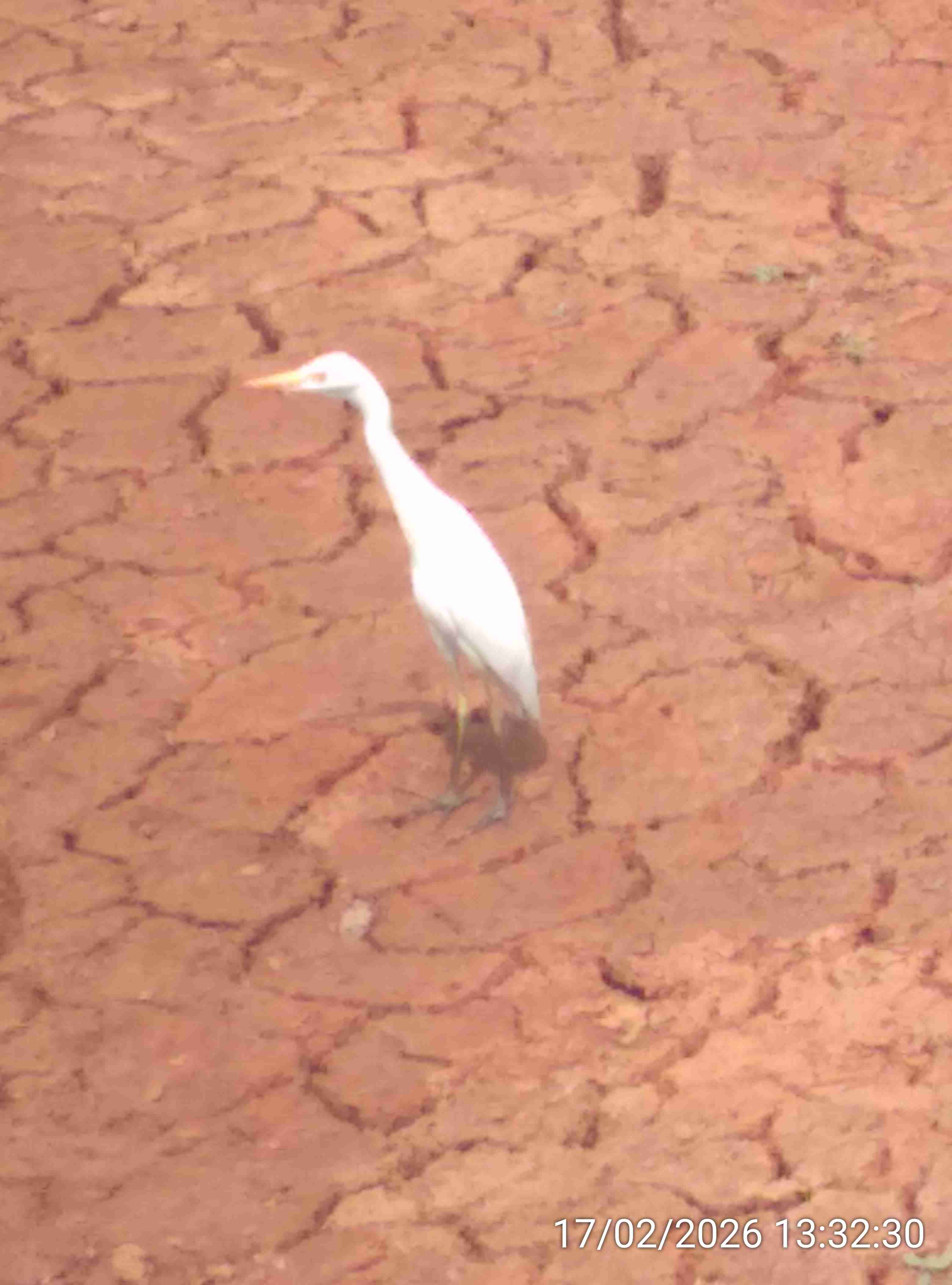 गुरबगळा